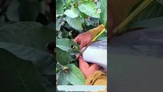 The Process of Wrapping Young Guava Fruits with Foam Nets and Plastic Bags