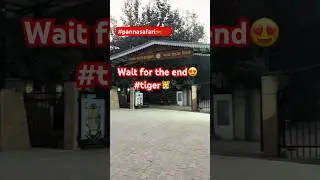 #safari #wildlife #nature #travel #tiger #wildanimals #naturelovers #shortsfeed #shortvideo #shorts