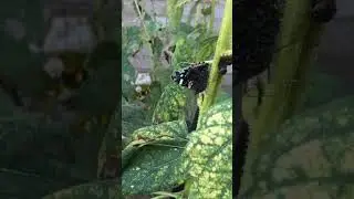 #wildlife #plants #sunflower #butterfly #insects #cool#outside #viralvideo #flowers #garden