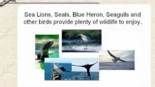 Oregon Coast Lodging Seagull Beach Front Motel Lincoln City OR