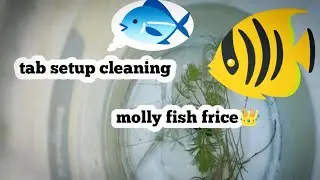 ||tab Setup cleaning and mole fish frice update🐠 #inkannada #fishtankcleaning #aquariumfish