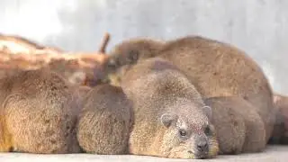ケープハイラックス、みんなでうたた寝【京都市動物園】