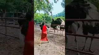 Platform for every support of African ostrich