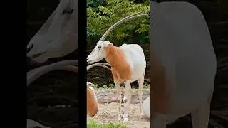 Scimitar Oryx: The Sword-Horned Antelope! #Shorts #ScimitarOryx #Animal