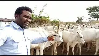 white fulani and sokoto gudali cows