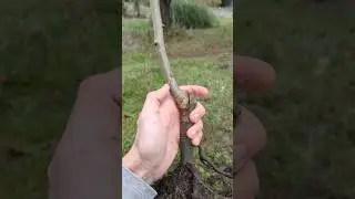 Diff&eacute;rentes greffes &agrave; la p&eacute;pini&egrave;re