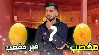 كيف تعرف البيض مخصب 🐣 أو فاسد عندا طيور 🥚 طريقة سهلة للمبتدئين 😍
