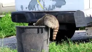 trash panda caught red handed!