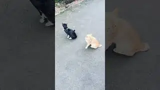 #короткие #наручники на дороге