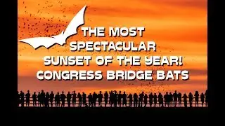 The most spectacular sunset of the year! Congress Bridge Bats