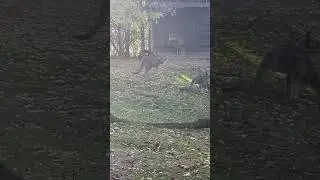 The Grandkids See the Kangaroos in the Backyard by John Hale@johnnyrainwater