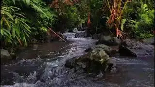 Live Jungle River ASMR 🌿 Deep Forest Water Sounds for Sleep, Stress Relief & Meditation (No Music)