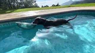 MAX The adorable AmStaff❤️ - He must have webbed feet. 😅 🤩