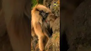 Gelada Baboon - Northern Ethiopia | Nation Geo #geladababoon #geladamonkey #discovery #wildlife