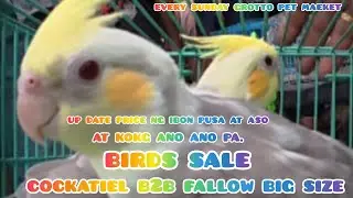 ep#241 up date price ng ibon pusa at aso at kong ano.anopa every sunday Grotto pet market Birds sale