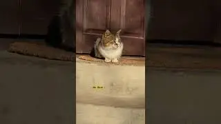 A Cute Winter Collection ❤️ #shorts #youtubeshorts #youtube #cat #cute #funny #foryou #viralvideo