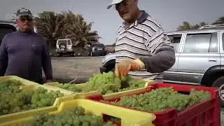 Growing and Harvesting Grapes in the Volcanic Land   How to Make Volcano Wine at the factory
