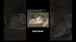 wierd world #wild #wildanimals #wildtv #wildlifeentertainment #wolf