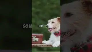 Pawsome Dogs: The Loving and Playful Man Bestfriend! #youtubeshorts #animals #shorts #dog