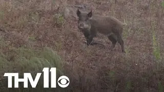 Arkansans could soon see feral hogs in their own backyard