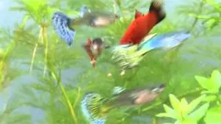 TETRA - Fresh Delica Bloodworm