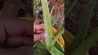 Aloe Vera plant to grow faster and healthier... #reels #gardening #video #i_love_gardening