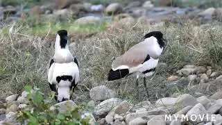 River Lapwing Display.
