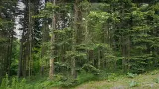 Guided Meditation in Nature | Nature Visualization (10 Minute Meditation)