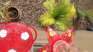Up close with a hummingbird at the feeder.  Overhead shot