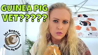 Guinea Pig Veterinarian????