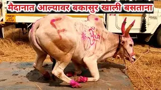 मैदानावरती आल्यावर बकासुर कसा खाली बसतो, व्हिडिओच्या माध्यमातून बघा #bakyadon 