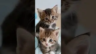 Cat❤️ #catmeowingnonstop #catshortsvideo  #vtshorts #catfunnyshorts #babyboomboom #cat #highlights