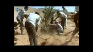 Projet de plantation de palmiers dattiers à Tinghir (Afanour)
