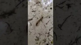 Damselfly and Mayfly nymphs caught from river surveying 💧🏞️🦟 #bug #insects #river
