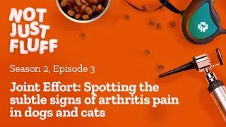 Joint Effort: Spotting the subtle signs of arthritis pain in dogs and cats