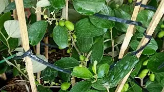 🌵🌵 Thai apple tree is flowering, fruiting everyone (80k) - Feng shui tree