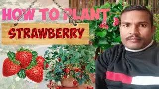 Strawberry plants स्ट्रॉबेरी की खेती स्ट्रॉबेरी का पौधा केसे लगाए