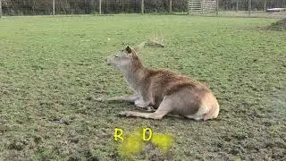Axe Valley Wildlife Park (22nd March 2025)