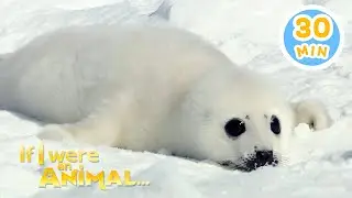 If I were a Seal | Chicky's Playhouse | Kids Cartoons Collection