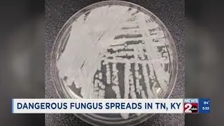 Dangerous fungus spreads in TN, KY