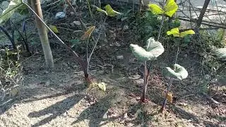 Local khar & khak pasoli..🌿🥦☘️