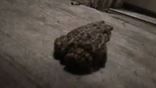 Frog Watching