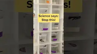 Study shows how tiny cups and tanks affect betta fish