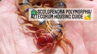 Scolopendra polymorpha/aztecorum enclosure tutorial