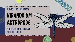 VIRANDO UM ARTRÓPODE: EVOLUÇÃO POR ARTROPODIZAÇÃO (FILO ARTHROPODA - AULA 10)