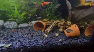 Breeding tank 3 feeding time - guppies endlers, red cherry shrimps, bristlenose pleco (22.01.2023)