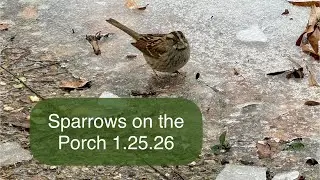 Sparrows: #winterstorm Fern porch cam 2 #wildbirds #backyardwildlife #birdfeedercam