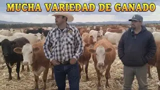 Abraham y sus diferentes cruzas de ganado 🐂🐄