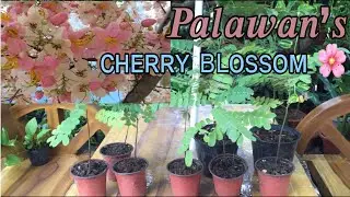 TWO WAYS TO PLANT YOUR PALAWAN's CHERRY BLOSSOM | Gardening Tips