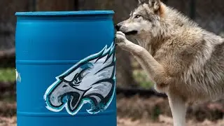 Memphis Zoo wolf pack picks Super Bowl winner